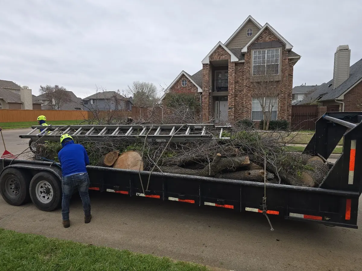 Expert Tree Removal with proper safety equipment in Sumner